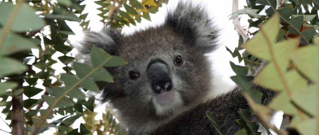 koalabär im baum