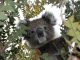 koalabär im baum